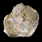 Complete Slice, Petrified Wood with Quartz // Ver. 1