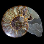 Large Fossil Ammonite Pair
