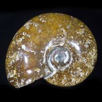 Polished Fossil Ammonite // Large