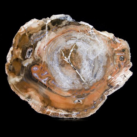 Complete Slice, Petrified Wood with Quartz // Ver. 2