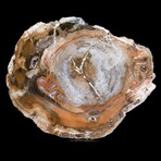 Complete Slice, Petrified Wood with Quartz // Ver. 2