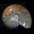 Complete Polished Fossil Ammonite // X-Large