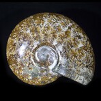 Polished Fossil Ammonite // Large