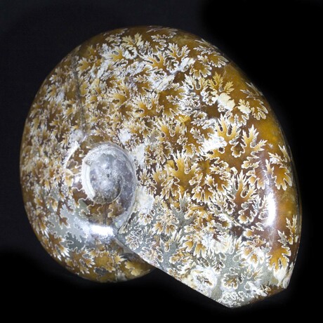 Polished Fossil Ammonite // Large