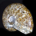 Polished Fossil Ammonite // Large