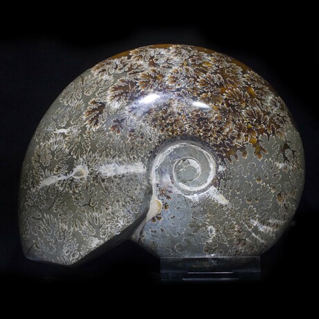 Complete Polished Fossil Ammonite // X-Large