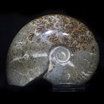 Complete Polished Fossil Ammonite // X-Large