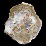 Complete Slice, Petrified Wood with Quartz // Ver. 1