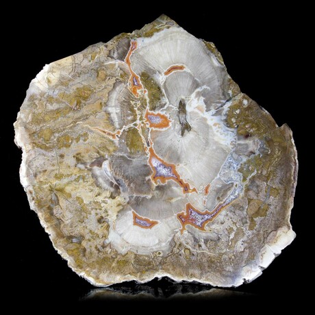 Complete Slice, Petrified Wood with Quartz // Ver. 1