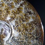 Polished Fossil Ammonite // Large