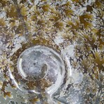 Polished Fossil Ammonite // Large