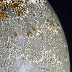 Complete Polished Fossil Ammonite // X-Large