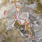 Complete Slice, Petrified Wood with Quartz // Ver. 1