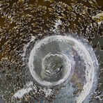 Complete Polished Fossil Ammonite // X-Large