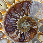 Large Fossil Ammonite Pair