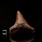 Megalodon Tooth // 3.6" High