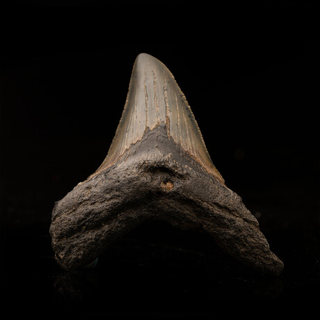 Megalodon Tooth // Ver. 2