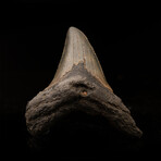 Megalodon Tooth // Ver. 2