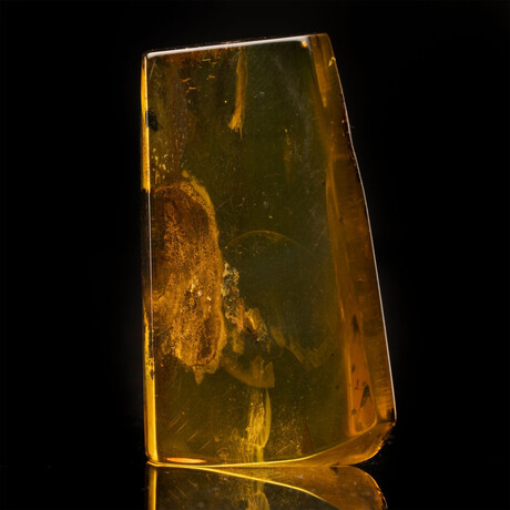 Baltic Amber with Termite, Ant, Gnat, and Leaf