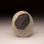 Trilobite Fossil // Ver. 2