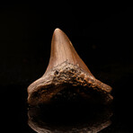 Megalodon Tooth // 3.6" High