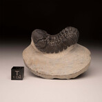 Trilobite Fossil // Ver. 1