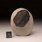 Trilobite Fossil // Ver. 2