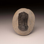 Trilobite Fossil // Ver. 1