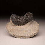 Trilobite Fossil // Ver. 1