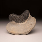 Trilobite Fossil // Ver. 1