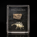 Stegosaurus Fossil Box