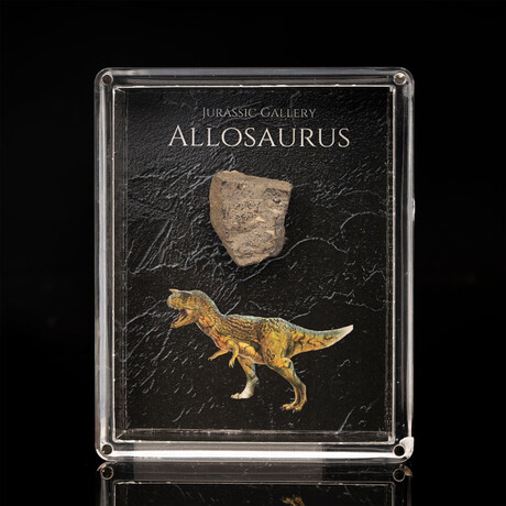 Allosaurus Fossil Box