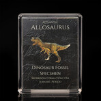 Allosaurus Fossil Box