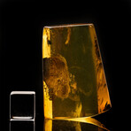Baltic Amber with Termite, Ant, Gnat, and Leaf