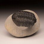 Trilobite Fossil // Ver. 2