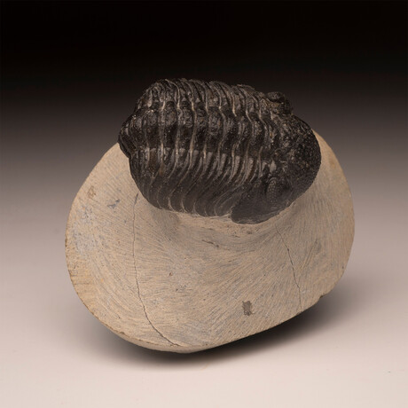 Trilobite Fossil // Ver. 2