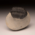 Trilobite Fossil // Ver. 2