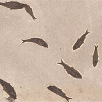 Fossilized School of Knightia Fish in Limestone