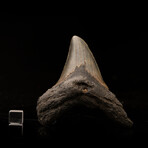 Megalodon Tooth // Ver. 2