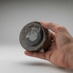 Ammonite and Orthoceras Fossil Round Box
