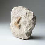 Pre-historic Shark Tooth Fossil on Matrix