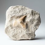 Pre-historic Shark Tooth Fossil on Matrix