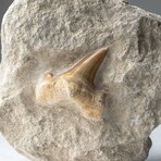 Pre-historic Shark Tooth Fossil on Matrix