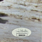 Ray Park // Autographed "Sith 3" Star Wars Darth Maul Photo // Framed