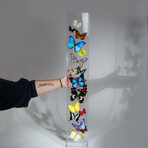 17 Genuine Butterflies // Vertical Acrylic Shadow Box