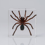 Genuine Single Tarantula in Lucite