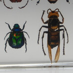 12 Genuine Bugs in Lucite