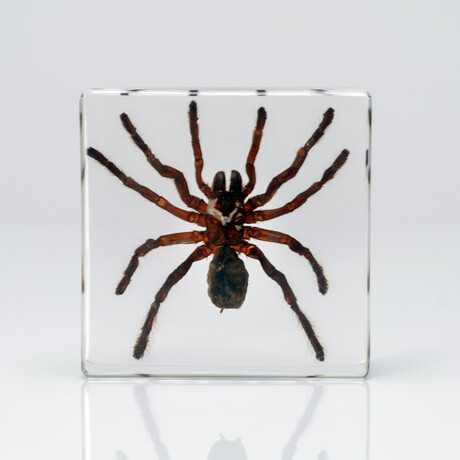 Genuine Single Tarantula in Lucite