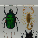 12 Genuine Bugs in Lucite