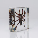Genuine Single Tarantula in Lucite